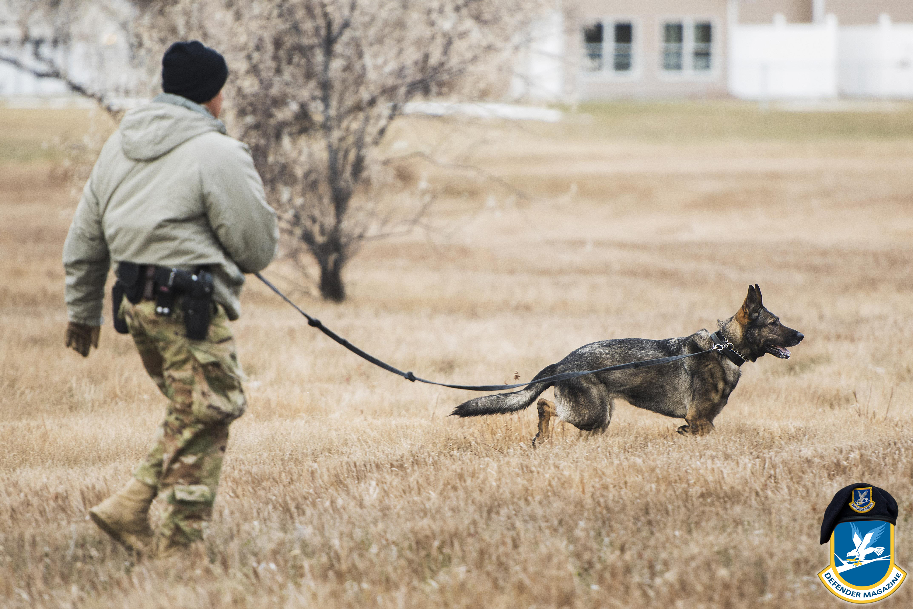 security forces mwd