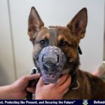 Keeping paws on the frontline: The importance of the veterinary clinic at the 48th