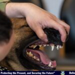 Keeping paws on the frontline: The importance of the veterinary clinic at the 48th